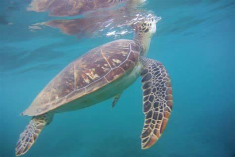 Villa Grandes Luxueuses 4 Etoiles Face A La Reserve Cousteau & Ses Tortues Bouillante